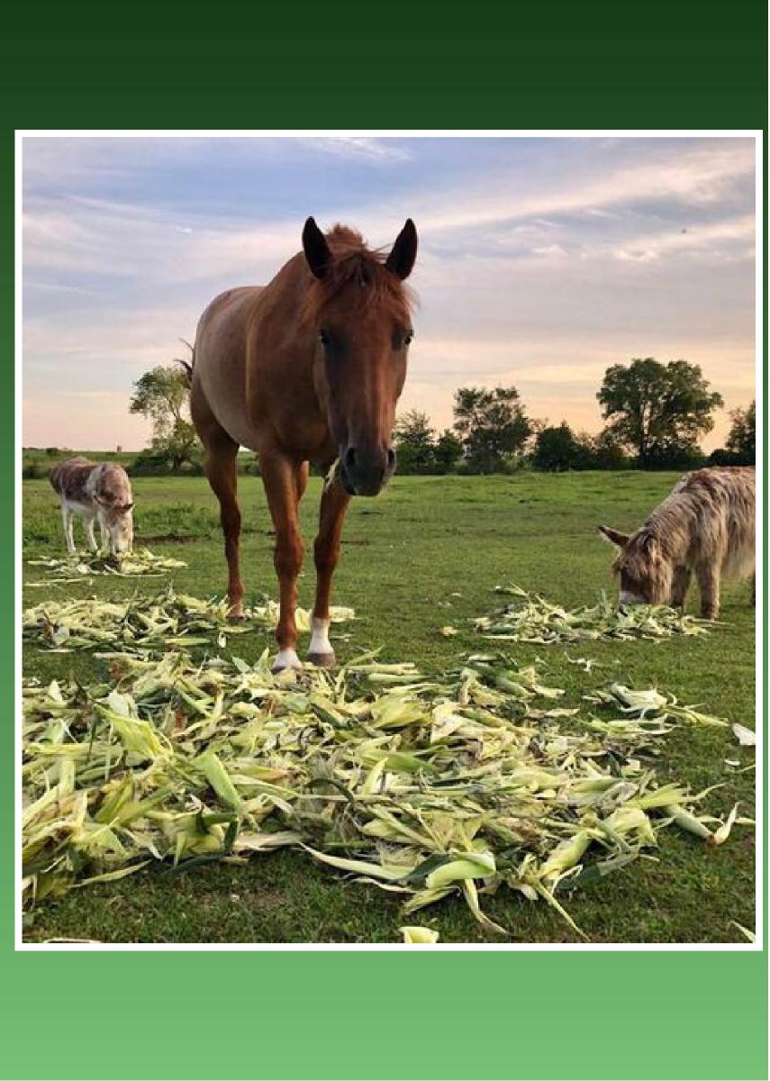 VOTK Equines Note Card