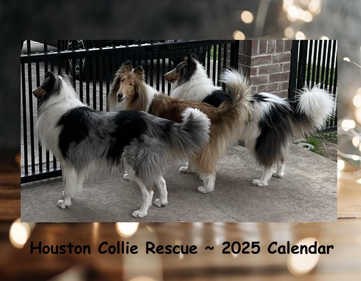 Collie Rescue Houston 2025 Calendar