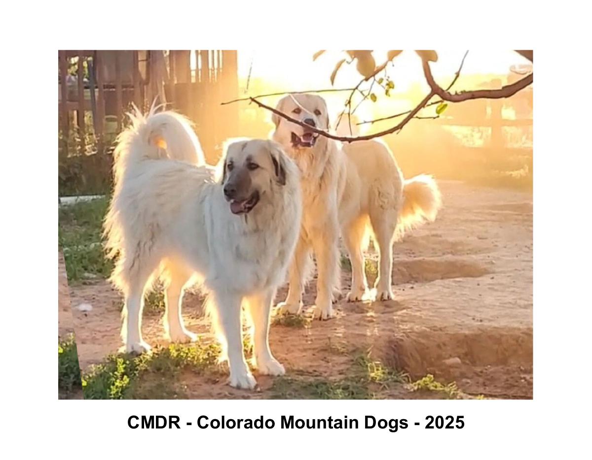 Colorado Mountain Dogs Calendar 2025