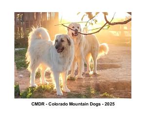 Colorado Mountain Dogs Calendar 2025