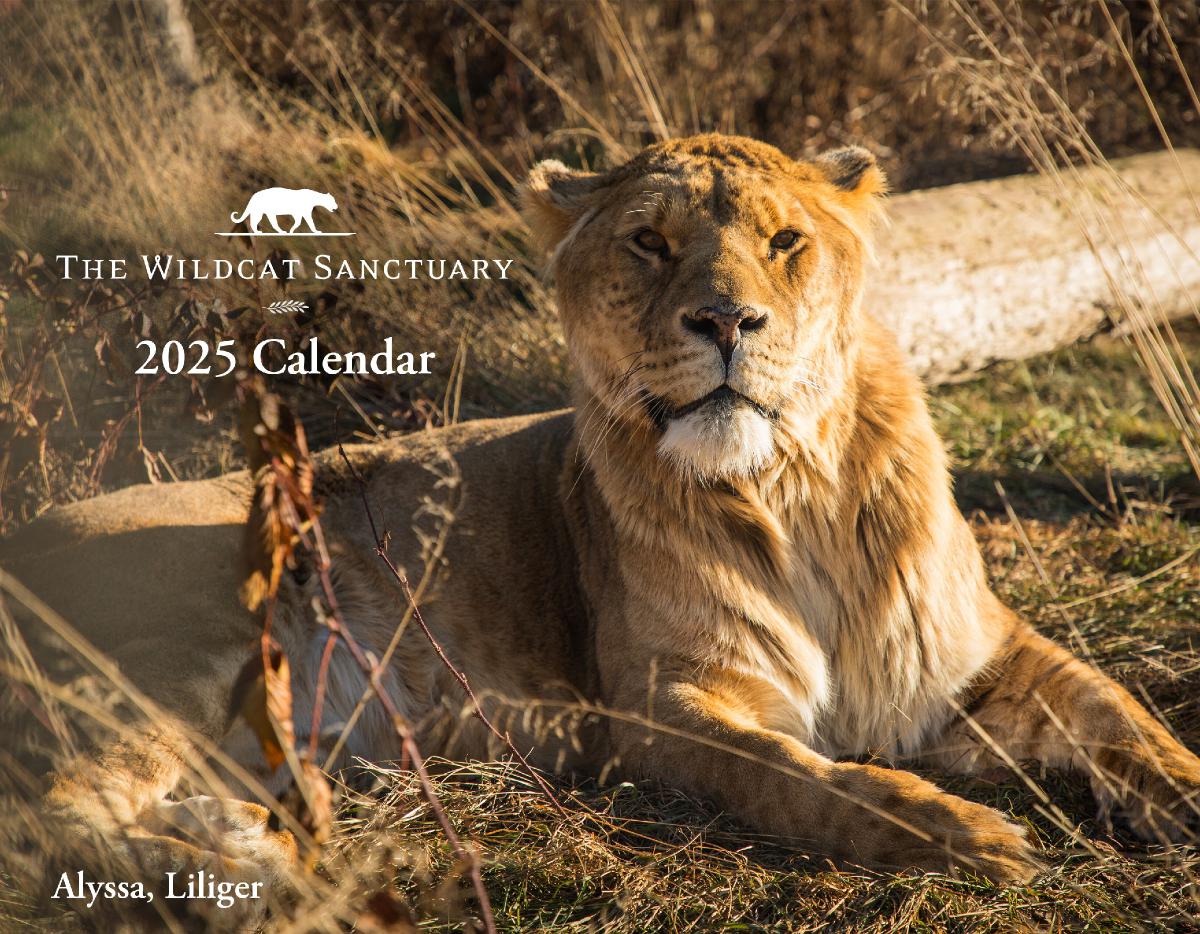 The 2025 Wildcat Sanctuary Calendar