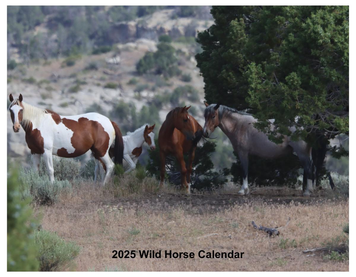 Wild Horses of Western Colorado