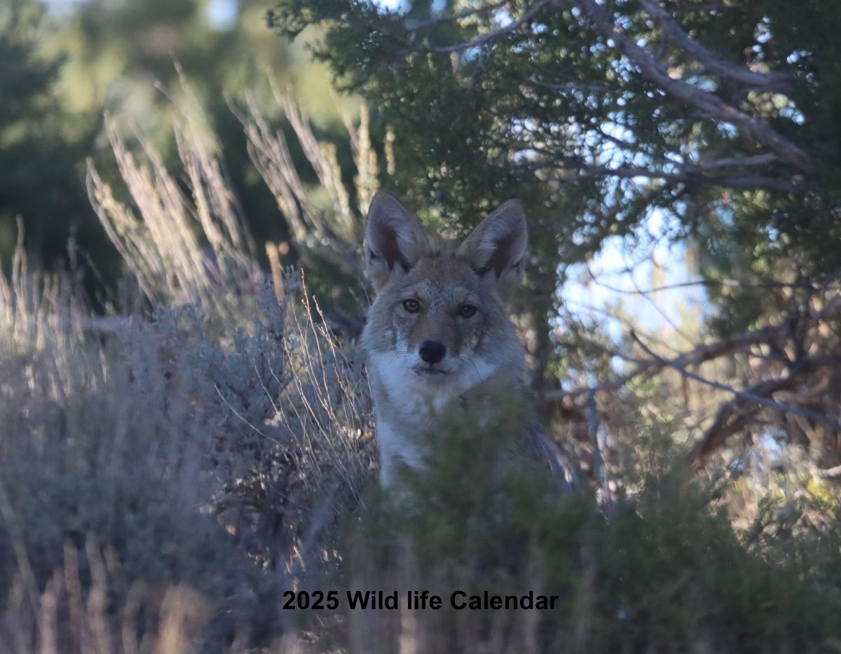 Wildlife of Western Colorado