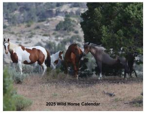 Wild Horses of Western Colorado