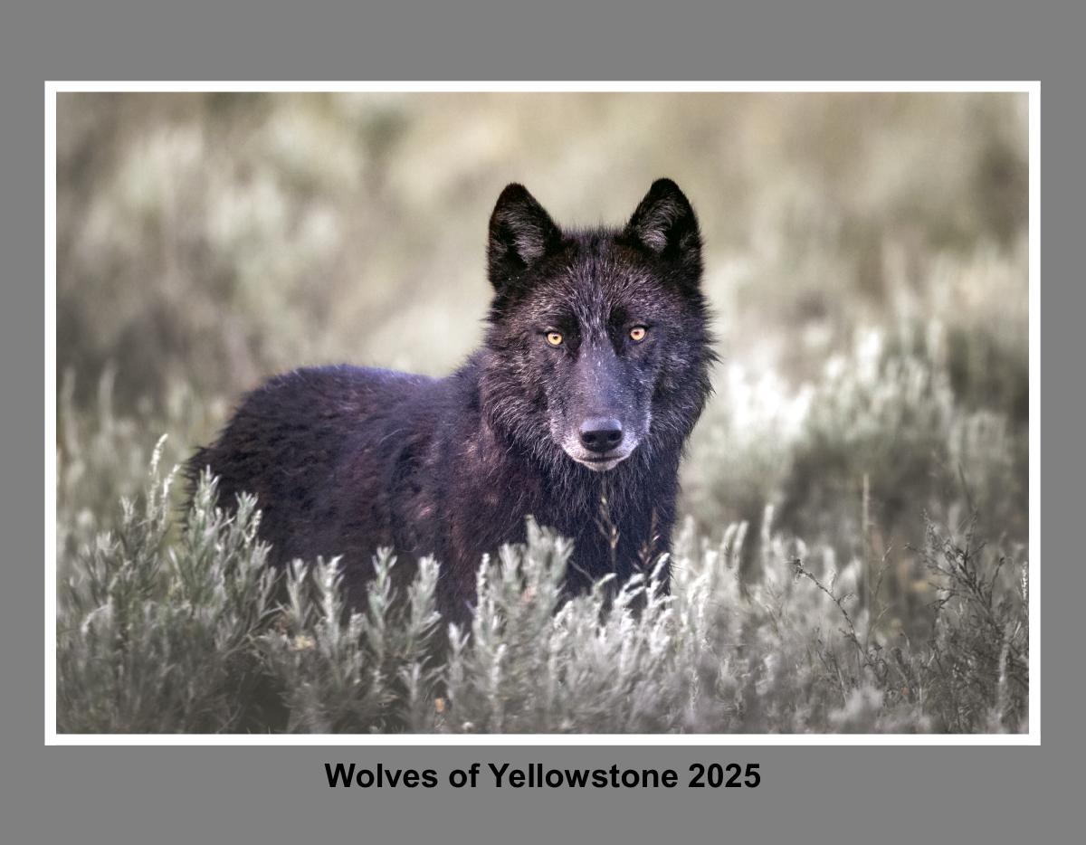 Wolves of Yellowstone 2025