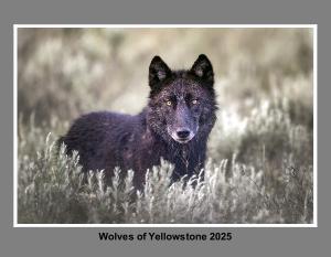 Wolves of Yellowstone 2025