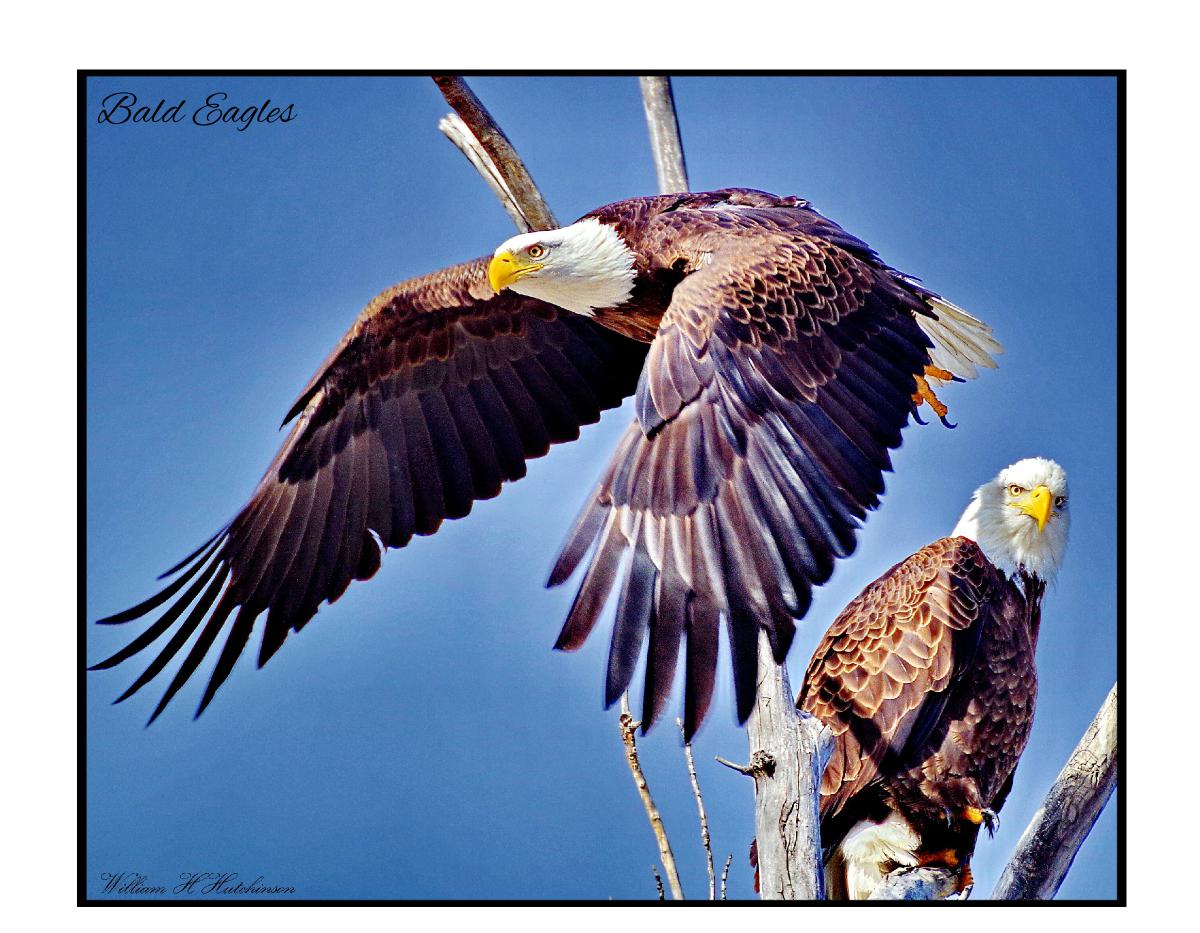 Colorado Raptor Calendar 2025