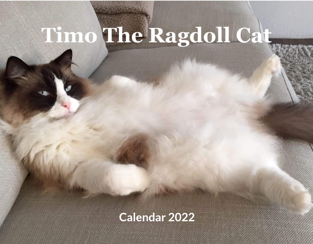 Timo The Ragdoll Cat Calendar 2022 | Create Photo Calendars