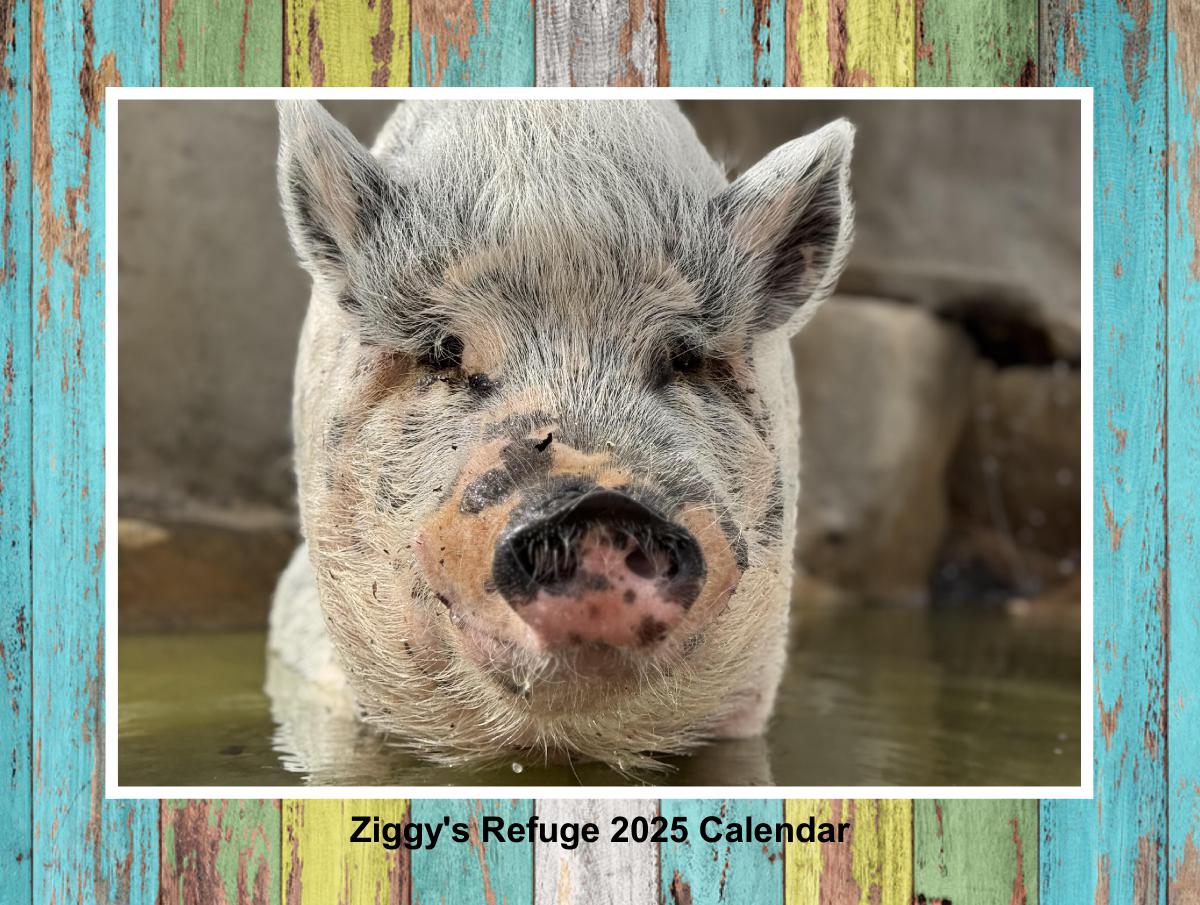 Ziggys Refuge 2025