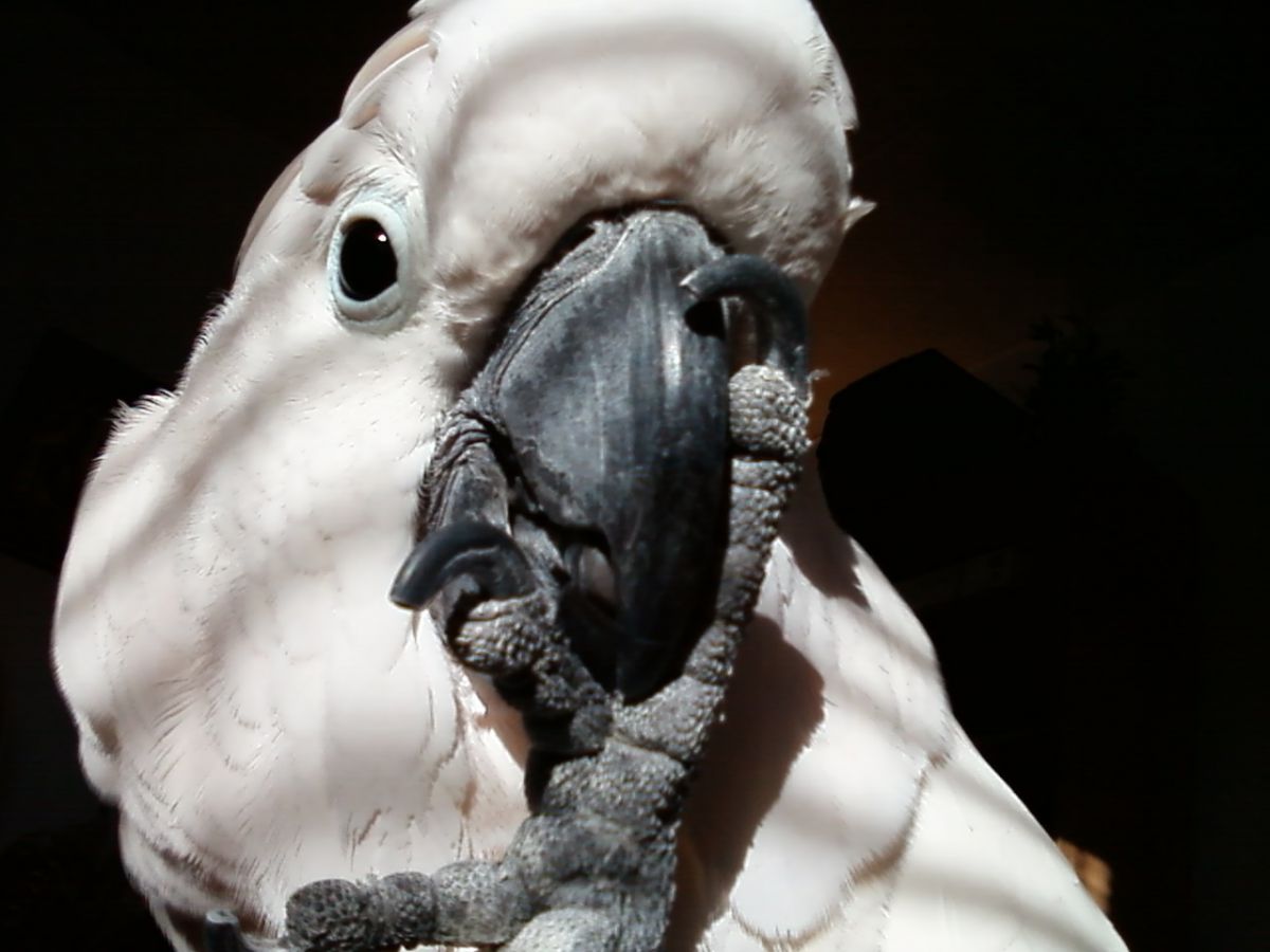 Mr Max the Cockatoo Store Create Photo Calendars