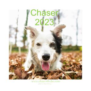 who has chaser the boarder collie